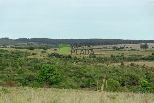 Muy Buen Campo Agrícola Ganadero A 28 Kms. De San Carlos- Ref: 280