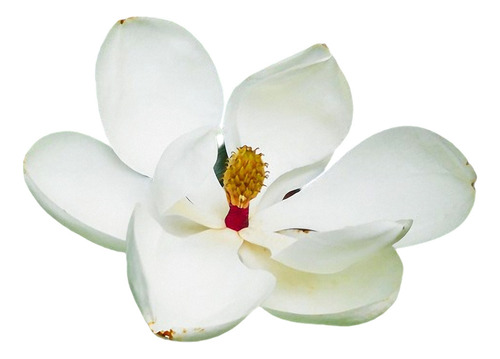 Magnolia 1mt Altura Aprox. Flores Gigantes