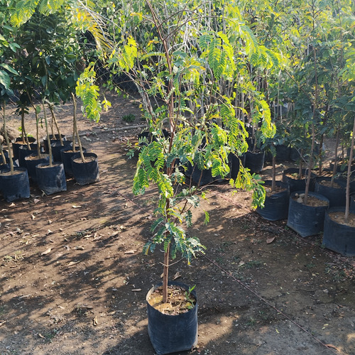 Arbol De Tamarindo Fruto Grande A/2