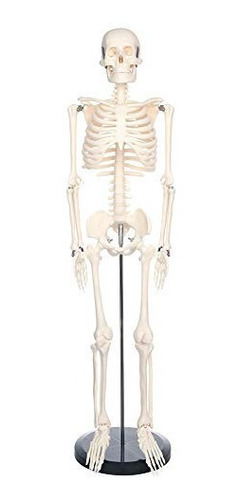 Esqueleto 85 Cm  - Modelo Anatómico