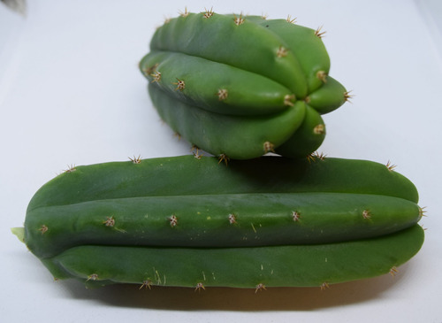 Kit De Ger. 10 Semillas Echinopsis Pacha_noi +tierra +maceta