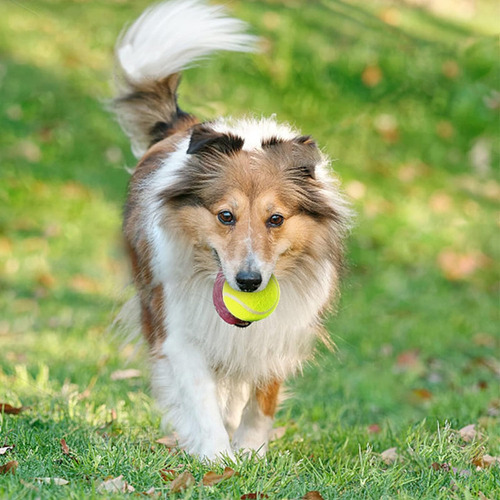 Mekaple Paquete De 6 Mini Pelotas De Tenis Para Jugar A Masc