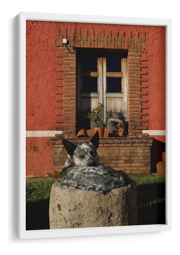 Cuadro Enmarcado Blanco Perro Descansando En Hacienda 40x60