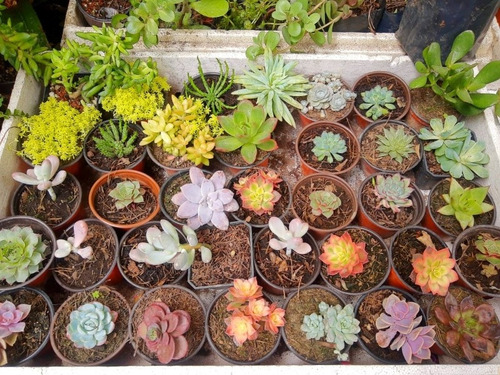 Imagen 3 de 7 de 10 Suculentas Exoticas Más Costo De Envío