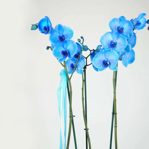 Planta Orquidea Rara, Variedad A Elegir