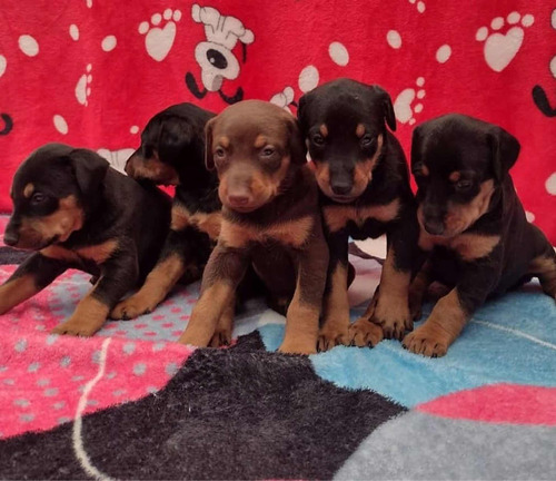 Cachorros Dóberman 100% Puros