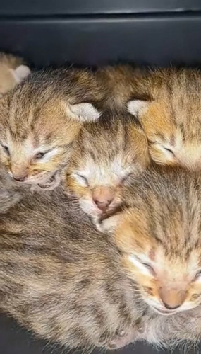 Gatitos Savannah /cat: F1 Atigrado