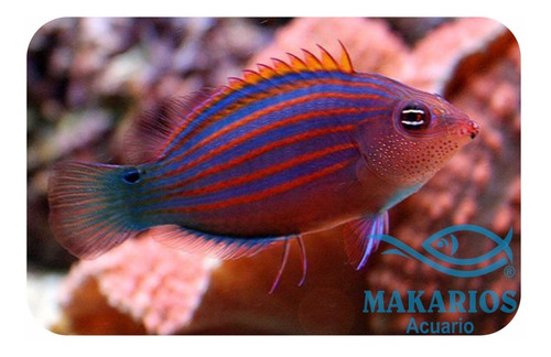 Pez Pseudocheilinus Hexataenia Six Line Acuario Marino