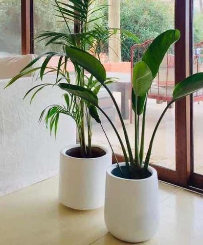 Maceta + Planta Strelitzia Reginae Living Balcon Oficina | Envío gratis