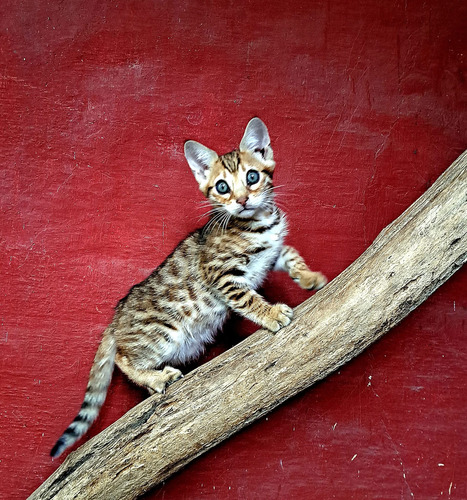 Gato Bengala/bengalí No Persa No Siamés Ni Exótico