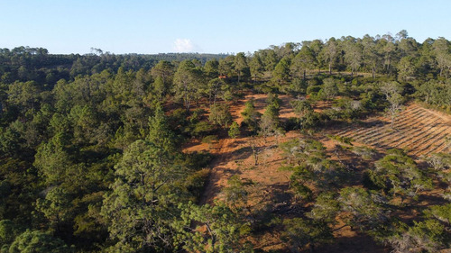 Terrenos En Venta En El Bosque Cercano A Tapalpa, Sayula Y San Gabriel