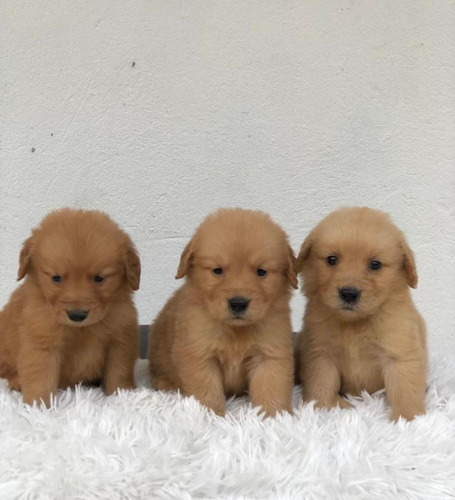 Cachorra Golden Retriever Bogotá Animal Pets Colombia 