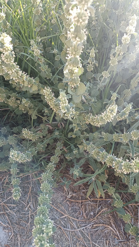 Marrubium Vulgare, Marrubio O Manrrubio, 100 Semillas, Nv