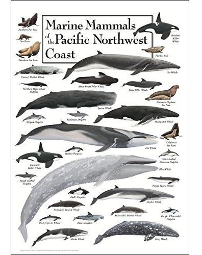 Pósteres Earth Sky + Water Poster - Marine Mammals Of The Pa