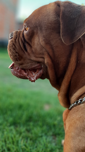 Servicio De Stud Dogo De Burdeos