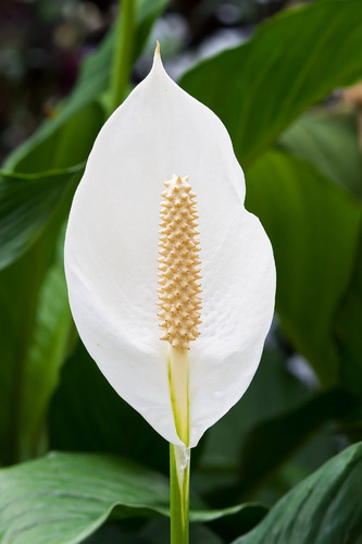 Sobre Para Sembrar 15 Plantas De Interior Spatifilium Blanca | Cuotas sin  interés