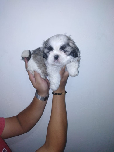 Hermosas Shih Tzu Hembras