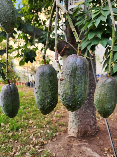 Semillas De Ceiba Speciosa 