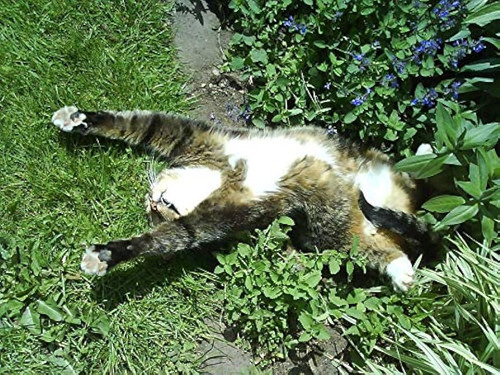 100 Semillas Planta De Nepeta Cataria, Catnip + Regalo