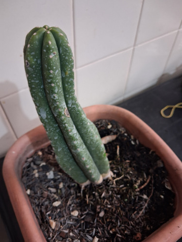Cacto Trichocreus Scopulicola (super Pedro)