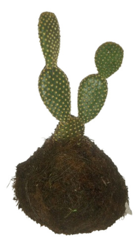 Kokedama Opuntia Microdasys De Jinseibonsai