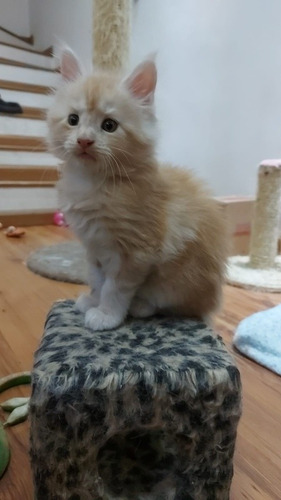 Imagem 2 de 6 de Filhote Maine Coon Macho