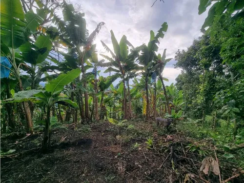 Finca De 3 Cuadras En Venta A 15 Minutos De Calarcá