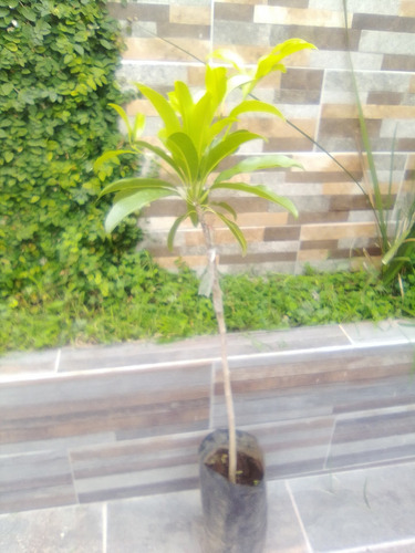 Arbol De Chicozapote Injerto Pregunte Costo De Envio