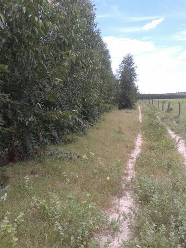Fazenda À Venda, 63000000 M² Por R$ 37.800.000,00 - Zona Rural - São Romão/mg - Fa0192