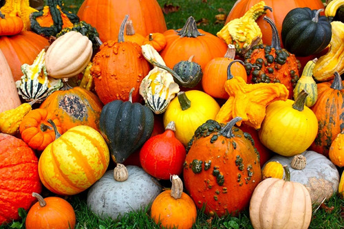 Mezcla De Semillas De Calabaza Ornamental, 10 Semillas