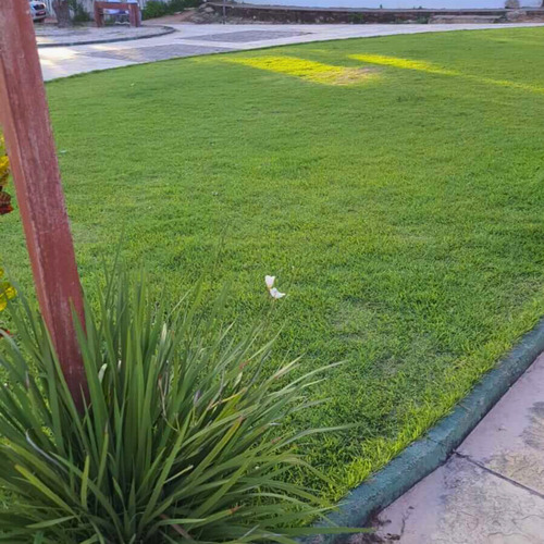 Sementes De Grama Jesuíta São Carlos Para Jardim