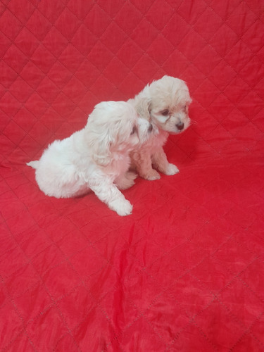 Caniche Toy Macho50 Dias Vacunados Padre Y Madre A La Vista
