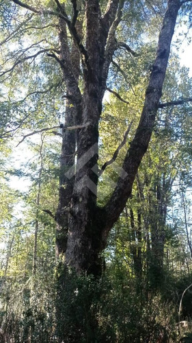 Sitio En Venta En Ensenada - Puerto Varas, Camino El Zorro