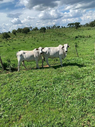 Fazenda Com 4 Dormitórios À Venda, 8820000 M² Por R$ 9.000.000,00 - Centro - Guiratinga/mt - Fa0184