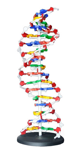 Estructura Adn Modelo Anatómico Para Ciencias