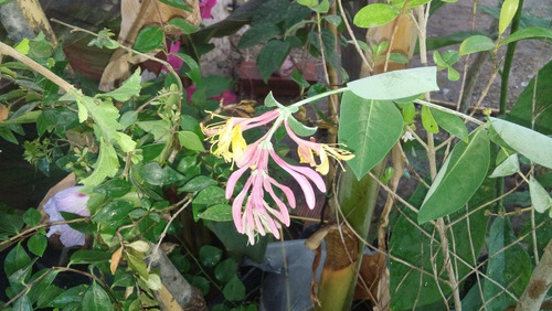 Ipomea Púrpura - Enredadera Trepadora Nativa (2 Plantas)