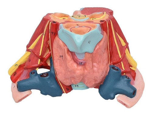 Cavidade Torácica 17 Partes Anatomia Humana Estudo Fisiologi