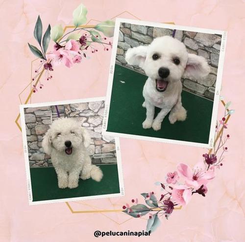 Imagen 3 de 12 de Peluquería Canina - Traslados Para Mascotas - Reiki Y Gemo.