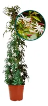 Comprar Planta Jazmín 4 Estaciones Características