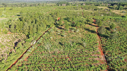 Se Vende Chacra En San Ignacio Misiones. Yerba, Forestación Y Arroyo