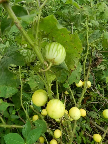 Sementes De Arrebenta Cavalo Joa Bravo Solanum Palinacanthum