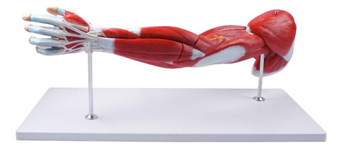 Breesky Modelo Anatomia Brazo Muscular Tamaño Real Anatomico