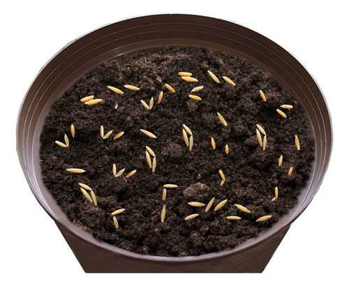 5 Unidades De Pasto Para Gato Trimix: Avena, Cebada, Trigo.