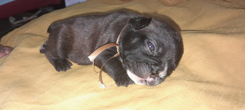 Vendo Bulldog Frances 