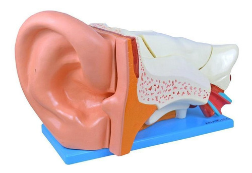 Ouvido Ampliado 3x Em 6 Partes, Anatomia