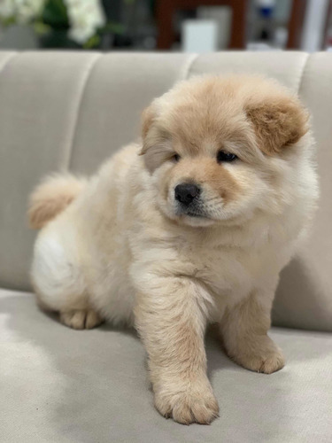 Imagen 2 de 8 de Chowchow