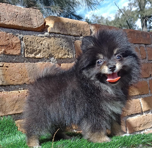 Pomerania Hembra Blue And Tan Hermosa. Blue And Tan