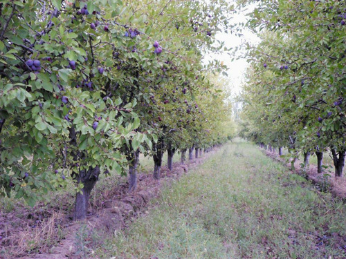 Imagen 7 de 19 de Finca 13 Ha En Cañada Seca - San Rafael