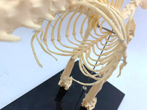 Modelo Anatómico De Perro Esqueleto Veterinaria