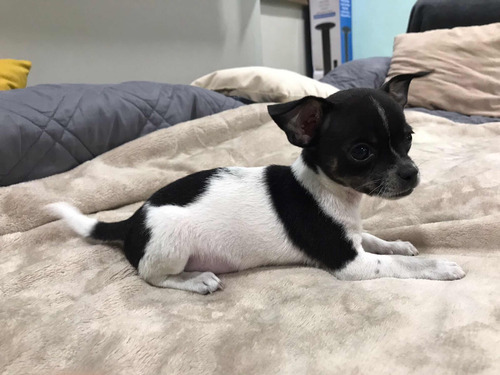 Imagen 4 de 4 de Cachorro Chihuahua Macho Guayaquil
